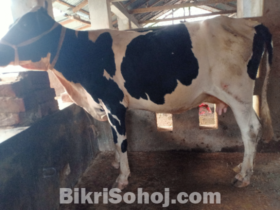 হলিষ্টিয়ান ফ্রিজিয়ান গাভী বিক্রয় হবে